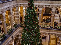 albero20161203 144852