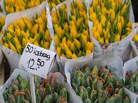 tulipaniC7DL0823